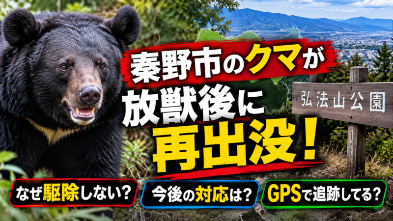 秦野市のクマが放獣後に再出没。なぜ駆除しないのか、今後の対応やGPS追跡について解説する記事のアイキャッチ画像